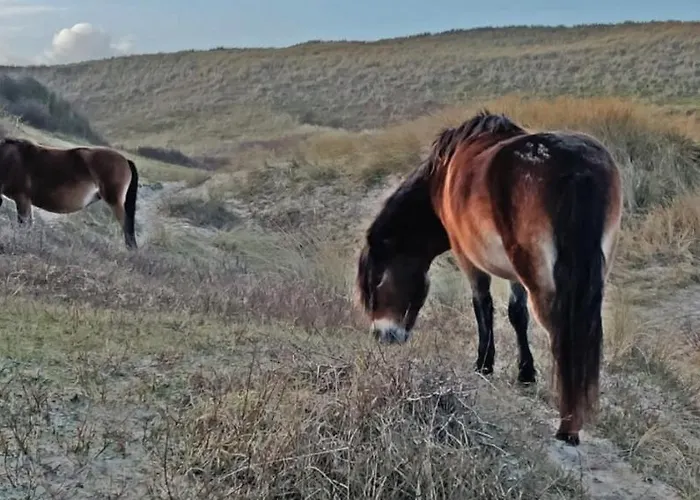 Hotelhuisje #e Casa vacanze Warmenhuizen