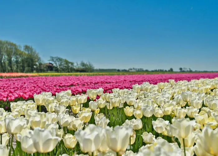 Hotelhuisje #e Casa vacanze Warmenhuizen